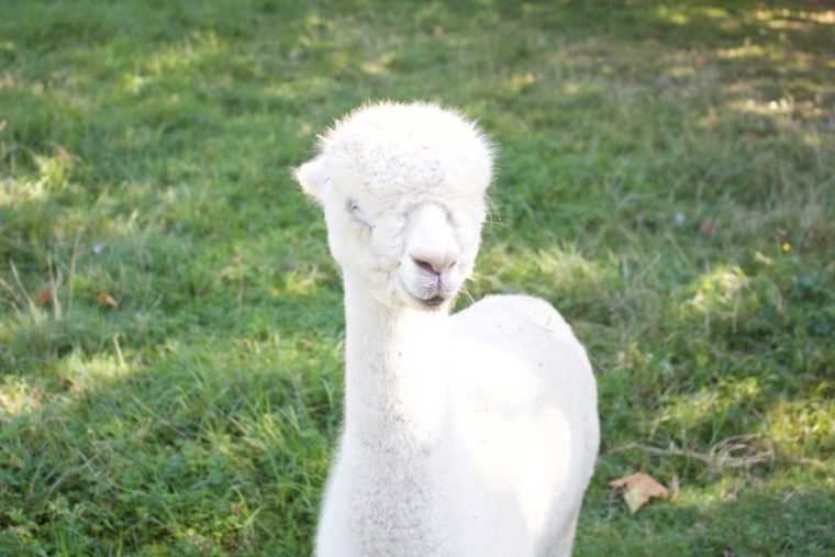 Alpaca Babet