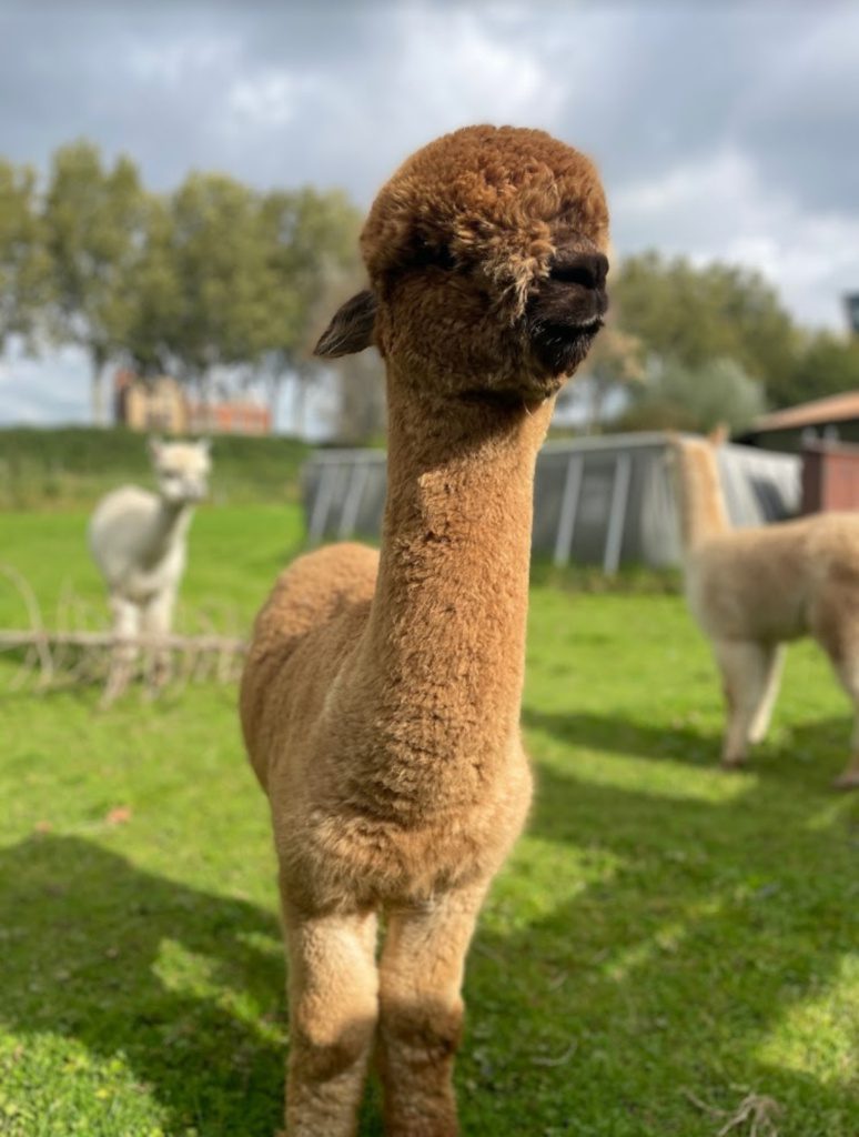 Alpaca Alberto