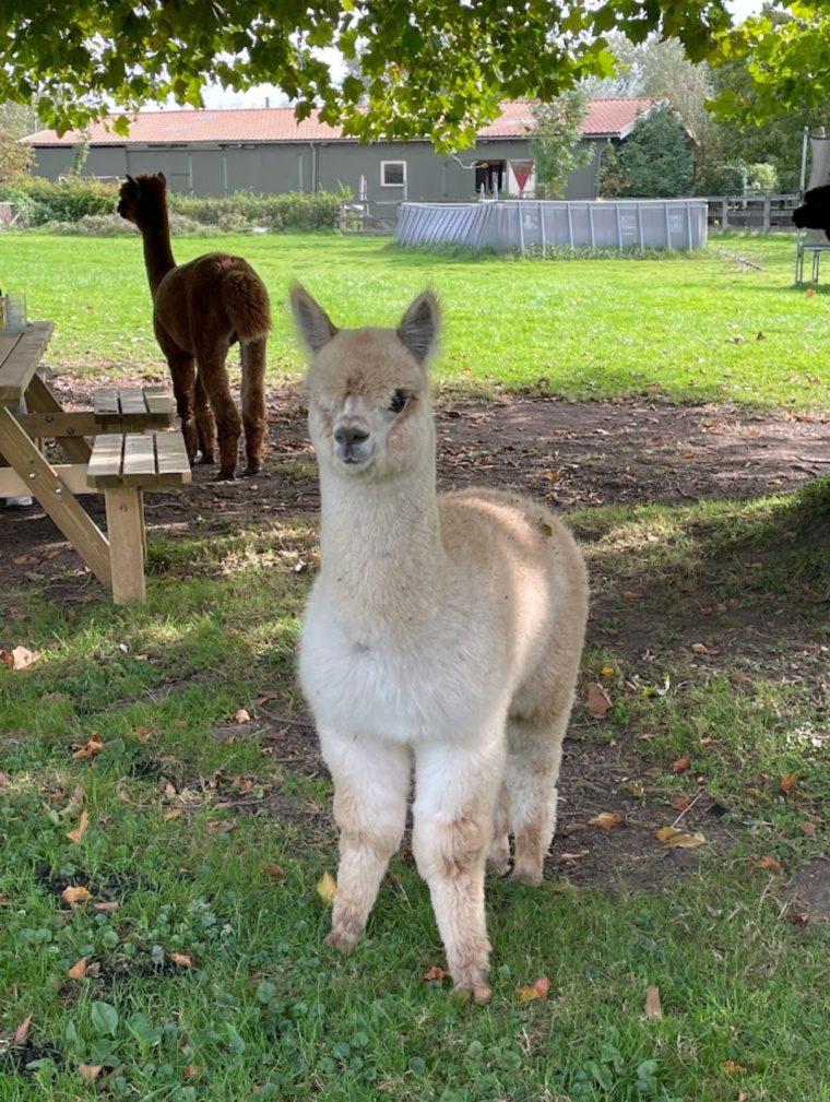 Alpaca Bambi