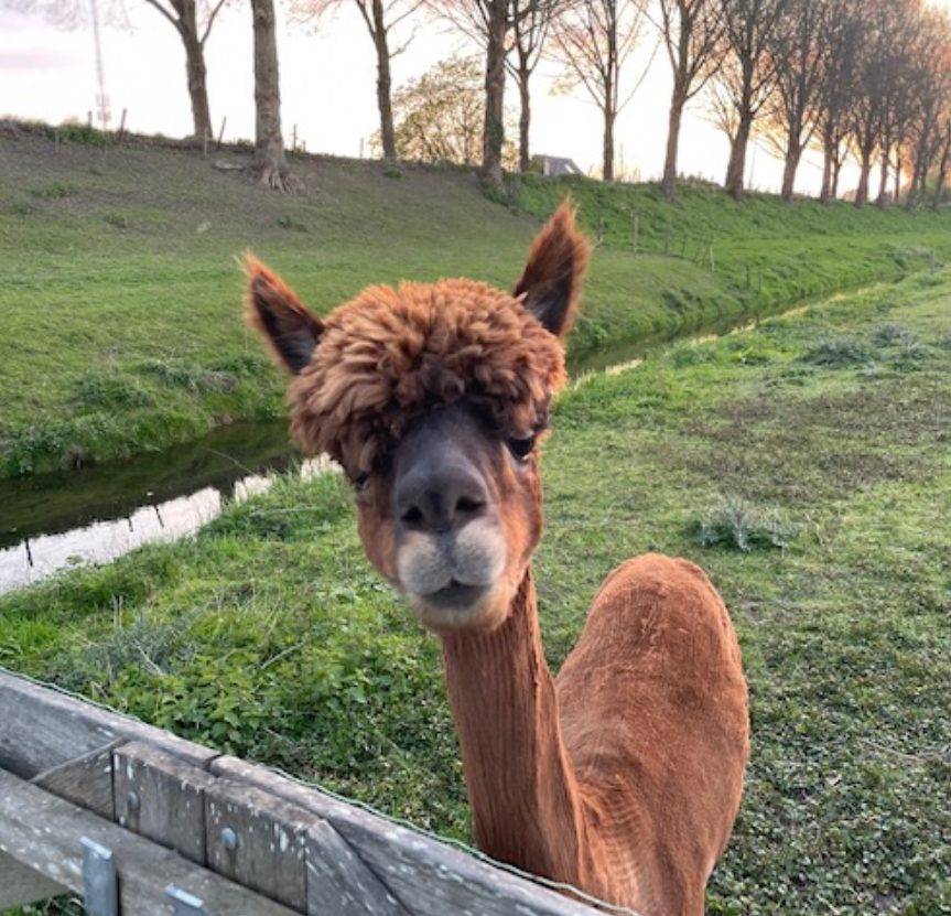 Alpaca Guus