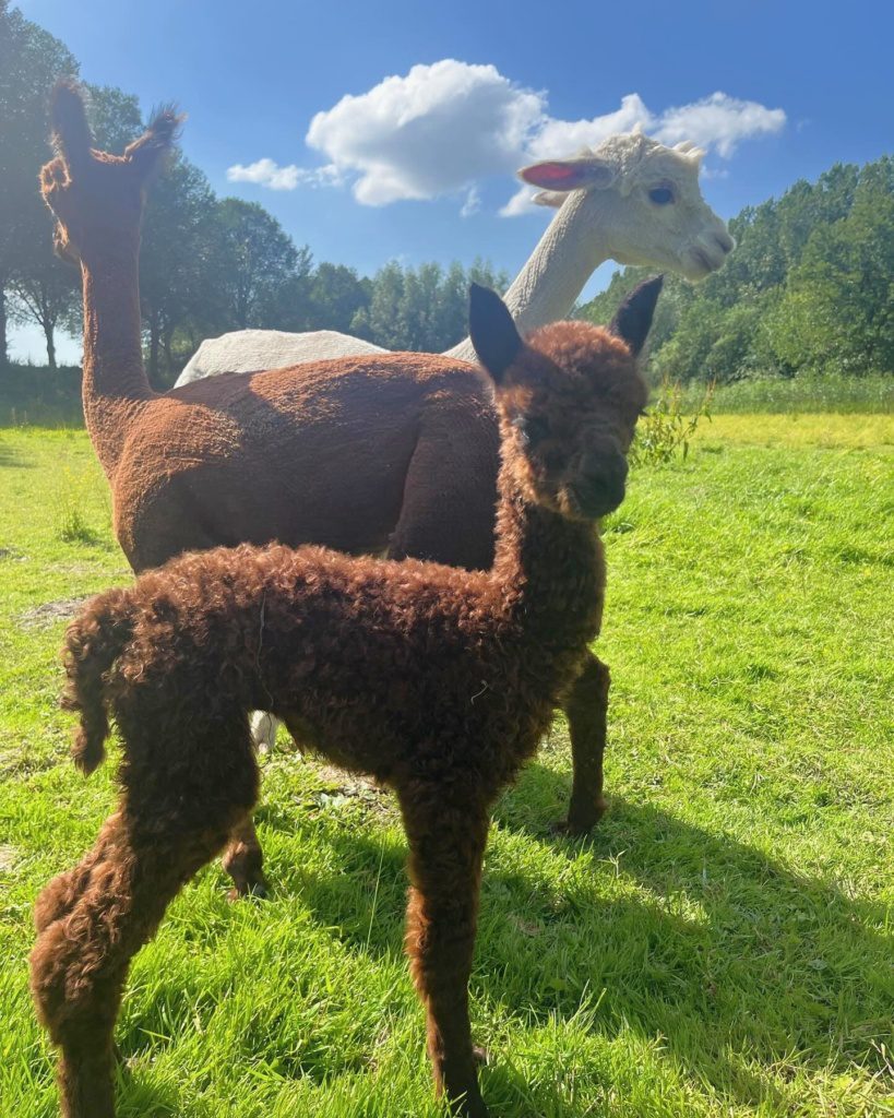 Alpaca Gilbert