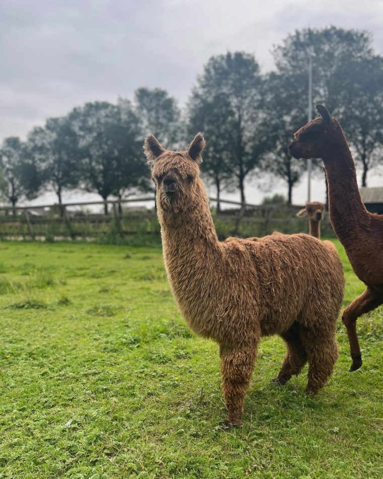 Alpaca Joris