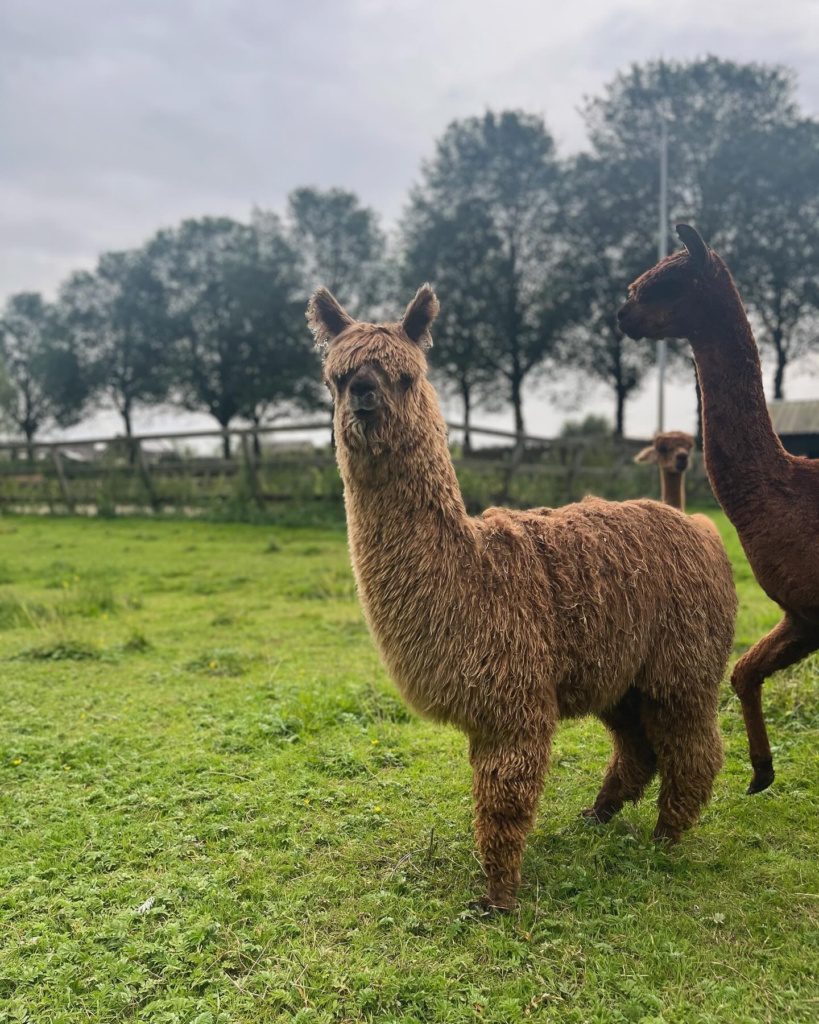 Alpaca Joris