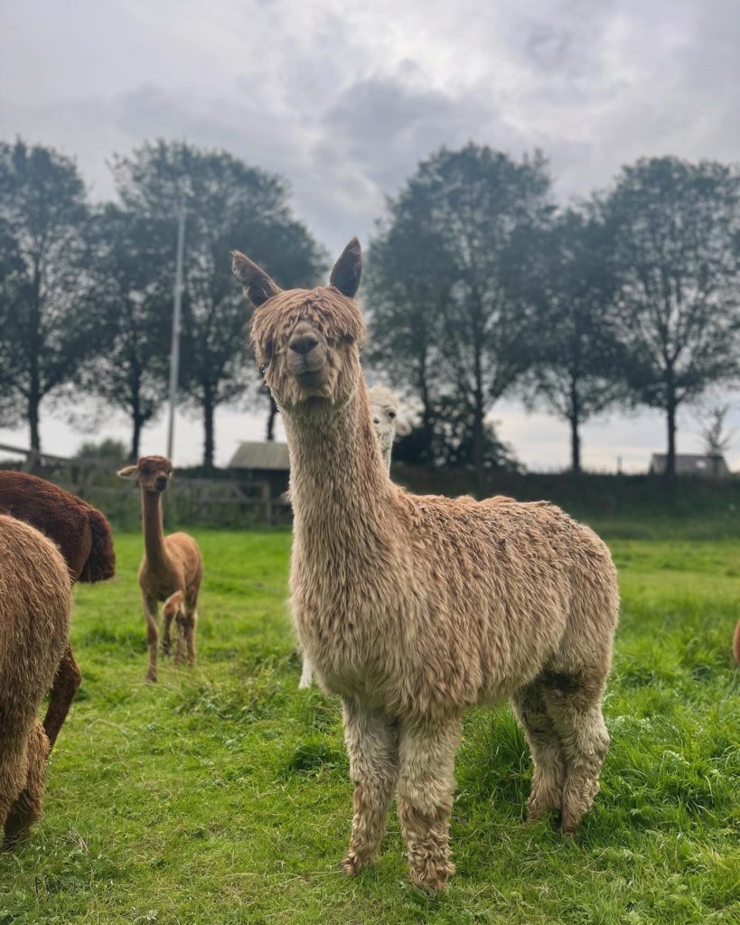 Alpaca Chico