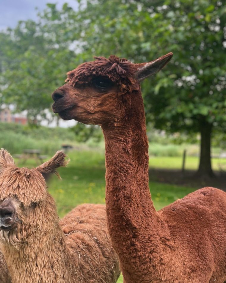 Alpaca James