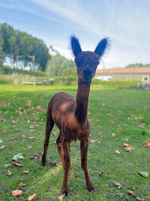 Alpaca Sarah